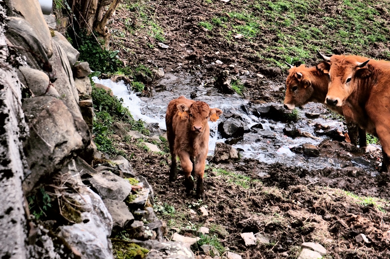 Parque Natural de Ponga