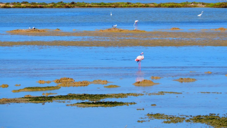 DELTA DEL EBRO (2).jpeg