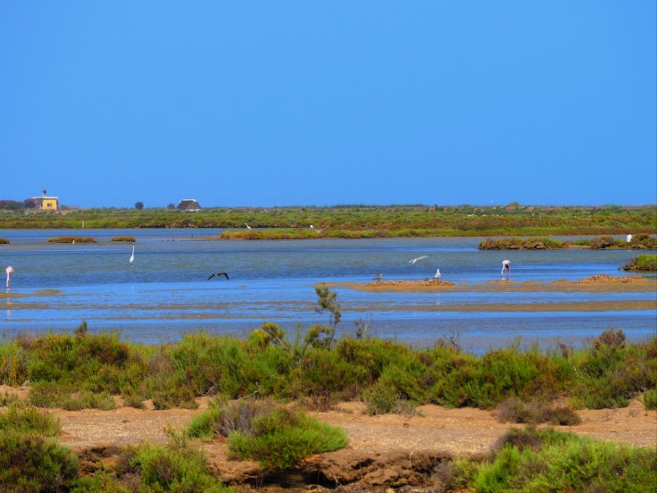 DELTA DEL EBRO (4).jpeg