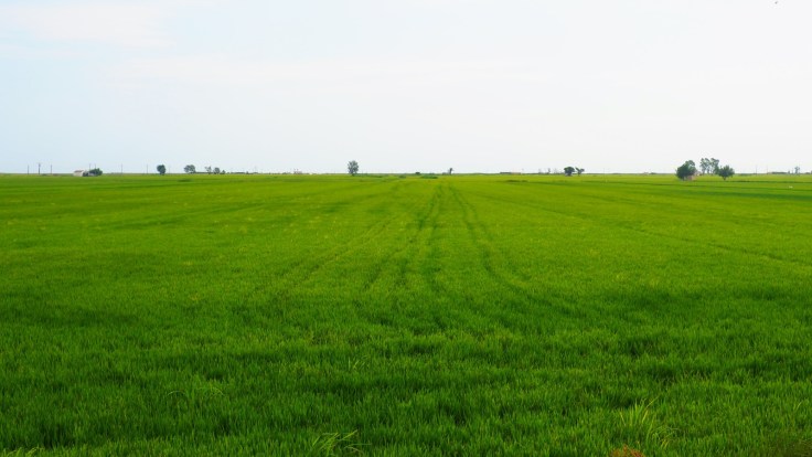 DELTA DEL EBRO (9).jpeg